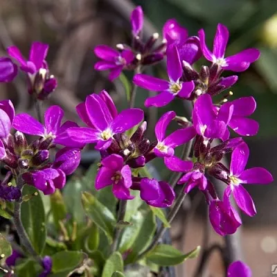 Арабис РОУЗ делайт в Реутове