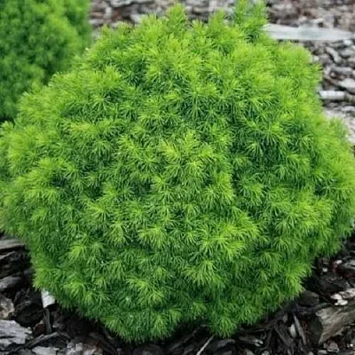 Ель АЛЬБЕРТА ГЛОБ сизая  Ель АЛЬБЕРТА ГЛОБ сизая в Реутове