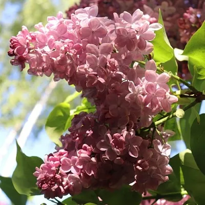 Сирень МЕДОВЫЙ СПАС  Сирень МЕДОВЫЙ СПАС в Реутове