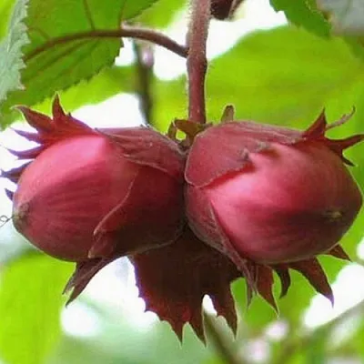 Фундук АЙВЕНГО  Фундук АЙВЕНГО в Реутове