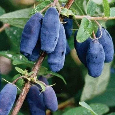 Жимолость съедобная ЛАЗУРНАЯ в Реутове