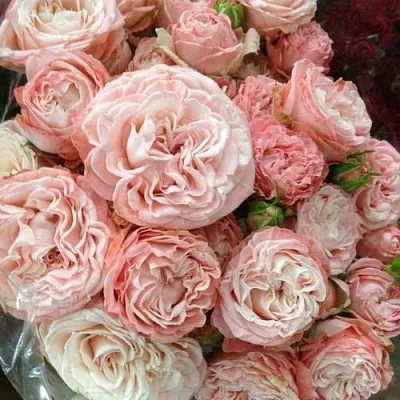 Саженцы роз МАДАМ БОМБАСТИК спрей  Саженцы роз МАДАМ БОМБАСТИК спрей в Реутове