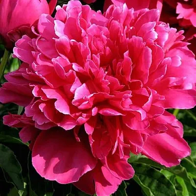 Пион ВИКТУАР ДЕ ЛА МАРН травянистый  Пион ВИКТУАР ДЕ ЛА МАРН травянистый в Реутове