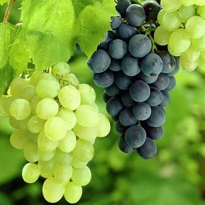 Столовый в Реутове