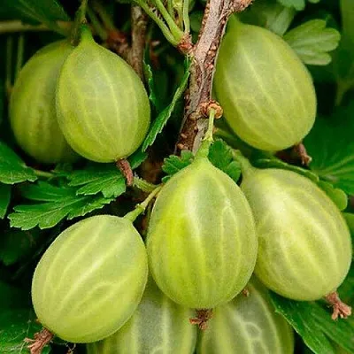 Крыжовник УРАЛЬСКИЙ ИЗУМРУД  Крыжовник УРАЛЬСКИЙ ИЗУМРУД в Реутове