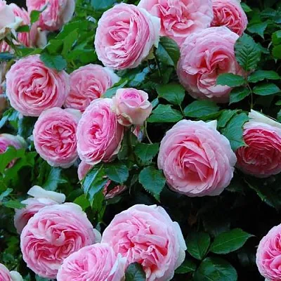 Саженцы роз ПЬЕР ДЕ РОНСАР плетистая  Саженцы роз ПЬЕР ДЕ РОНСАР плетистая в Реутове