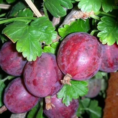 Крыжовник КОЛОБОК  Крыжовник КОЛОБОК в Реутове