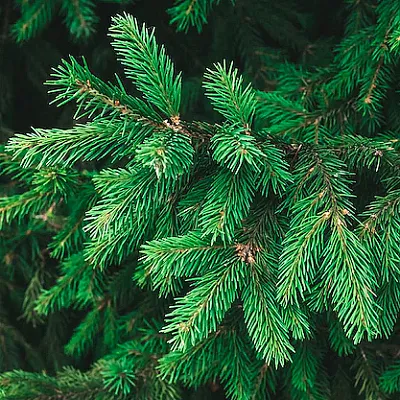 Ель  Ель в Реутове