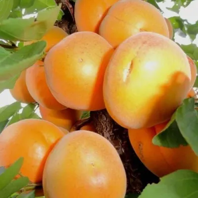 Абрикос ДЕСЕРТНЫЙ — описание сорта Абрикос ДЕСЕРТНЫЙ в Реутове