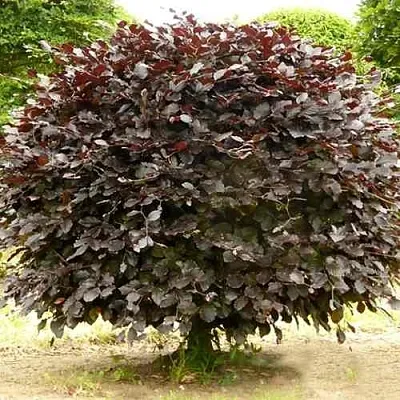 Бук лесной АТРОПУНИЦЕА  Бук лесной АТРОПУНИЦЕА в Реутове