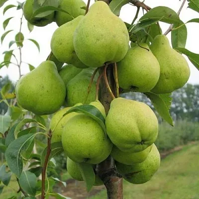 Груша ДЕКОР колонновидная в Реутове