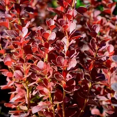 Барбарис ВУЛКАНО тунберга  Барбарис ВУЛКАНО тунберга в Реутове