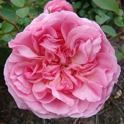 Саженцы роз ХАЙДИ ХОЛЛ английская  Саженцы роз ХАЙДИ ХОЛЛ английская в Реутове