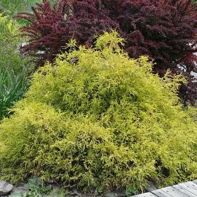 Кипарисовик ГОЛДЕН МОП горохоплодный  Кипарисовик ГОЛДЕН МОП горохоплодный в Реутове