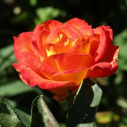 Роза ЛИНА чайно-гибридная  в Реутове