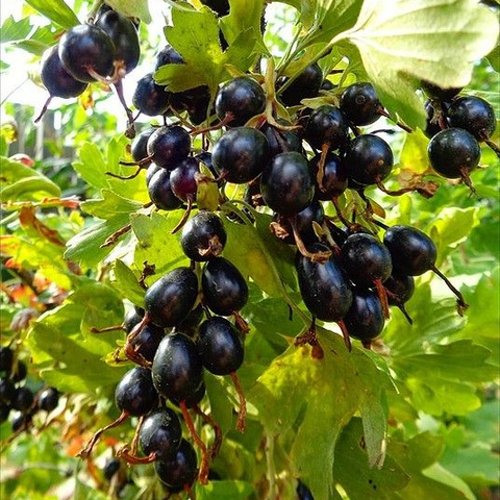 Смородина золотистая ОВАЛЬНАЯ в Реутове