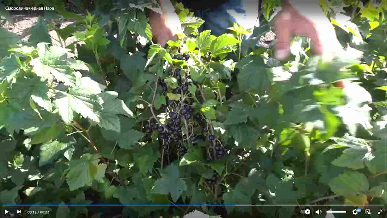 Превью видео