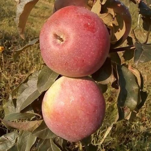 Яблоня АКСАМИТ в Реутове