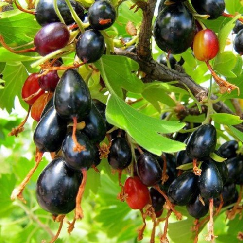 Смородина золотистая БОКАЛИНСКАЯ в Реутове