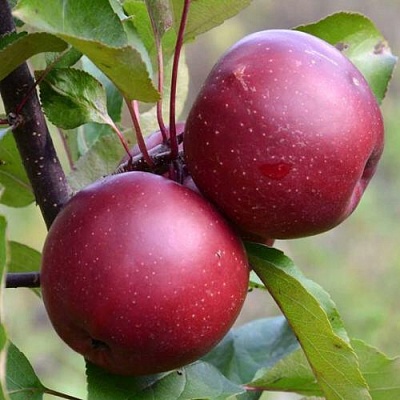Яблоня красномясая в Реутове