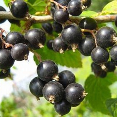 Смородина черная АЖУРНАЯ в Реутове