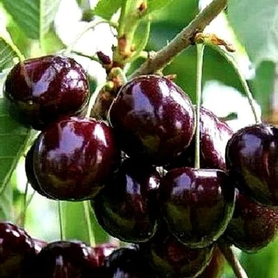 Черешня ДОНЕЦКИЙ УГОЛЁК в Реутове
