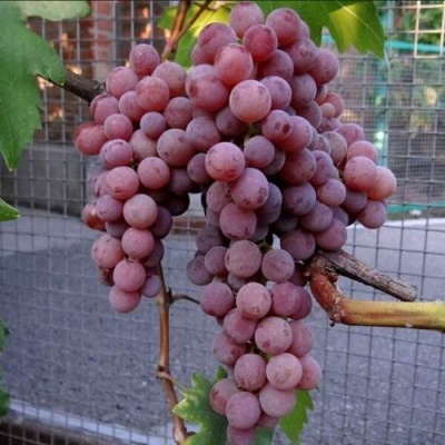 Виноград ЭЛЕГИЯ в Реутове