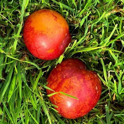 Шарафуга НЕКТАРИННАЯ в Реутове