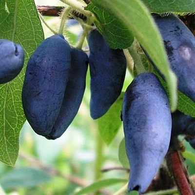 Жимолость съедобная Жимолость съедобная в Реутове