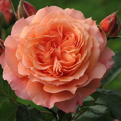 Роза шраб в Реутове