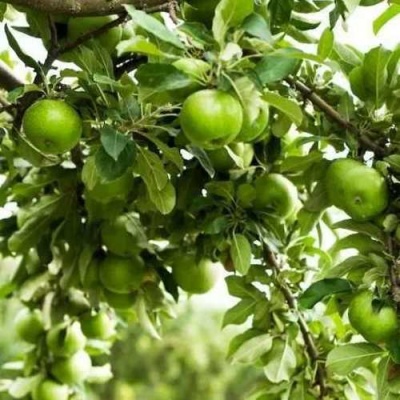 Яблоня ГРЕННИ СМИТ в Реутове