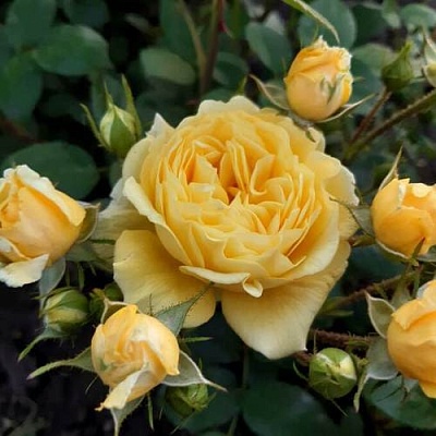 Роза флорибунда в Реутове