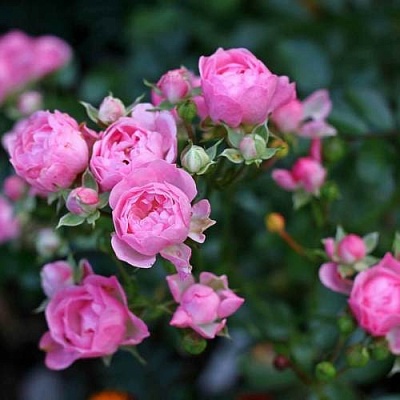 Роза полиантовая в Реутове