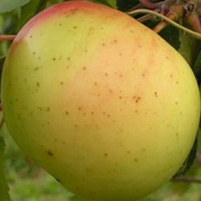 Яблоня БАНАНОВОЕ в Реутове