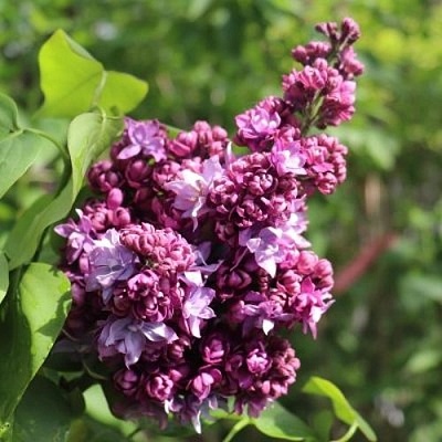 Сирень МАРШАЛ МАЛИНОВСКИЙ в Реутове