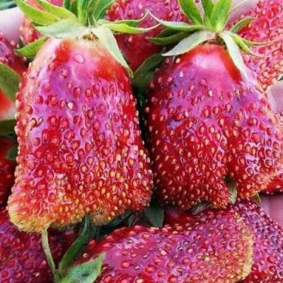 Клубника КУПЧИХА в Реутове