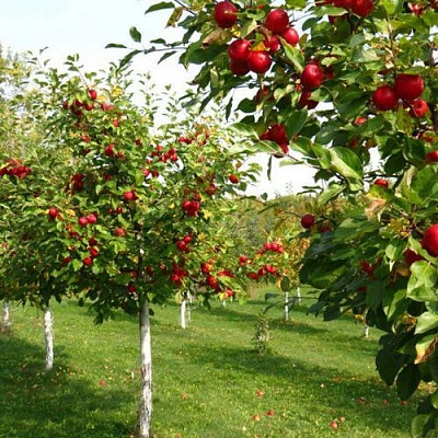 Плодовые деревья в Реутове