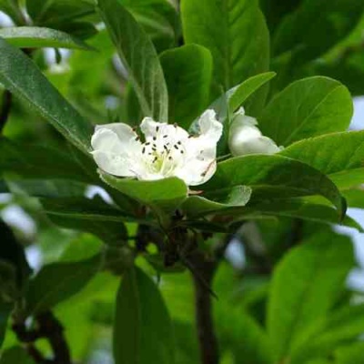 МУШМУЛА  в Реутове