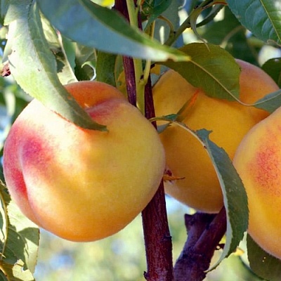 Персики в Реутове