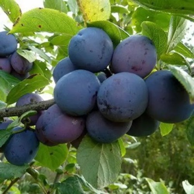 Слива КРОМАНЬ в Реутове
