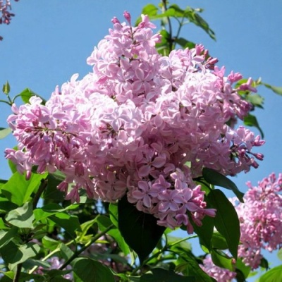 Сирень БУФФОН в Реутове