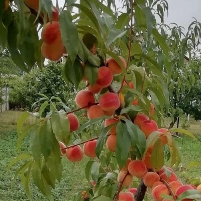 Персик ВУЛКАН в Реутове