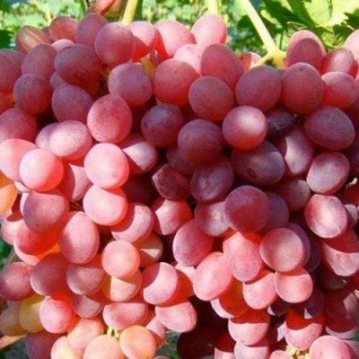 Виноград КИШМИШ КРАСНЫЙ в Реутове
