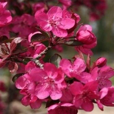 Яблоня РЕД КЕТТИ в Реутове