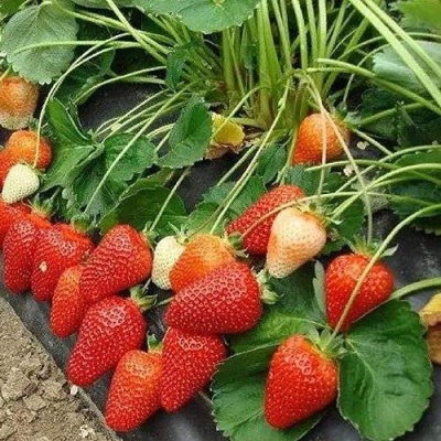 Клубника РОКСАНА в Реутове