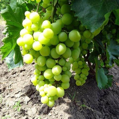 Виноград БОЯРИН в Реутове