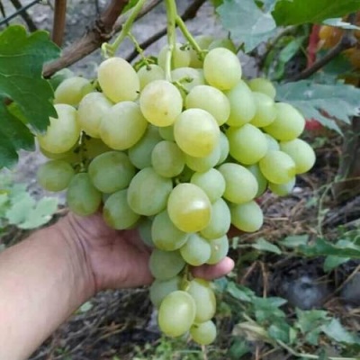 Виноград ВАНЮША в Реутове