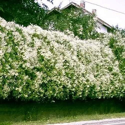 Фаллопия в Реутове