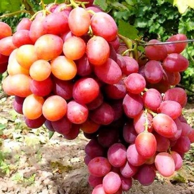 Виноград АНЮТА в Реутове