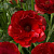 Ранункулюс АИД баттерфляй в Реутове